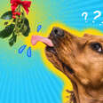 is mistletoe poisonous dogs cats