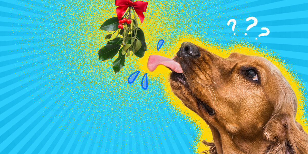 Is mistletoe poisonous cheap to dogs