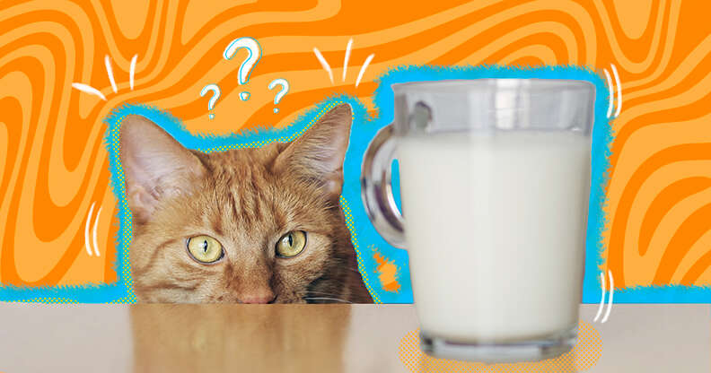 Do cats clearance actually drink milk