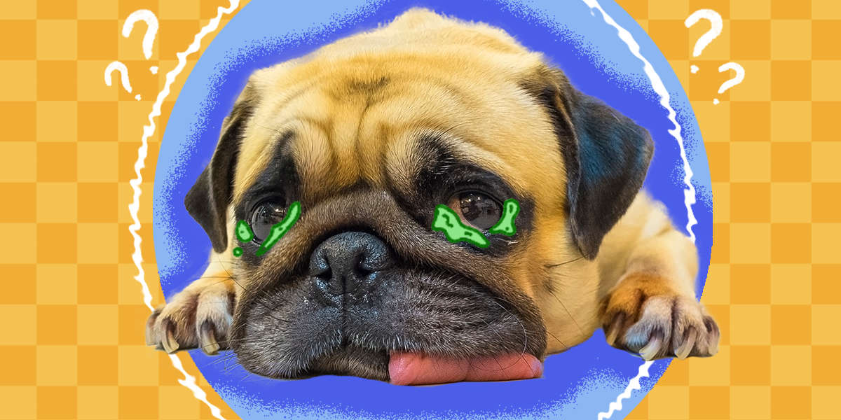 Why Does My Dog Get Eye Boogers? DodoWell The Dodo