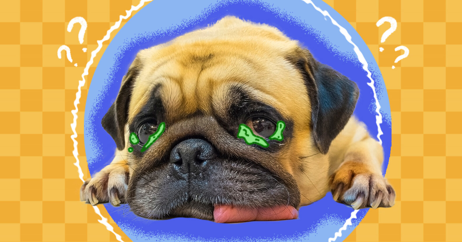 Why Does My Dog Get Eye Boogers? DodoWell The Dodo