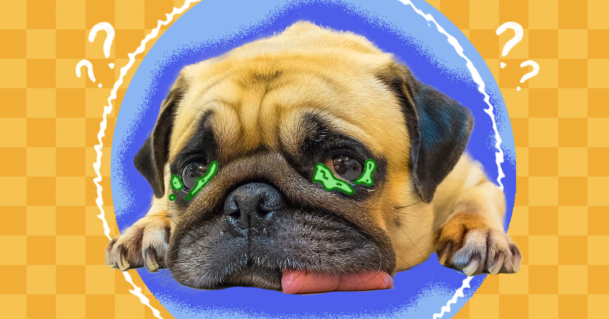 Are Dog Eye Boogers Normal