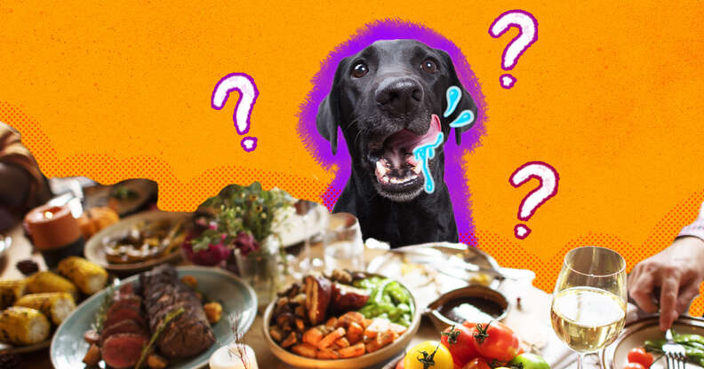 What Thanksgiving Foods Can Dogs Eat? (And Which Ones Should Be Avoided?)