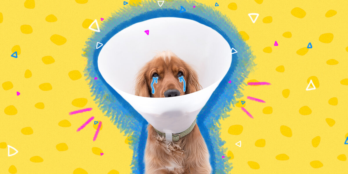 Dog best sale hates cone