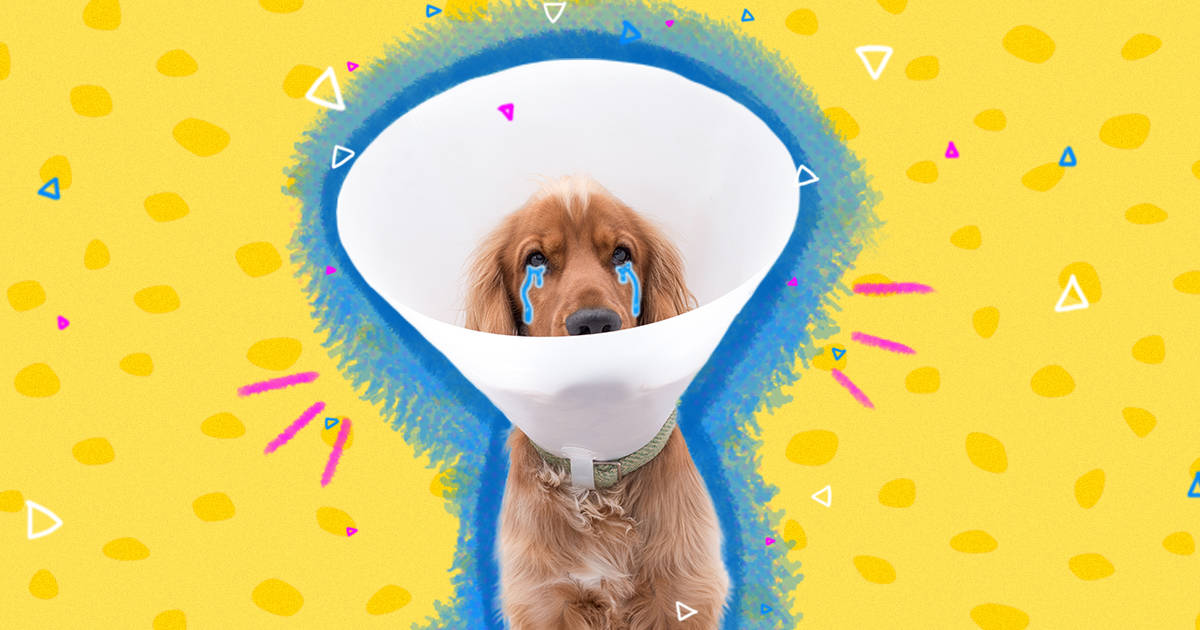 How Do I Cheer Up My Dog When He'S In The Cone Of Shame? - Dodowell - The  Dodo