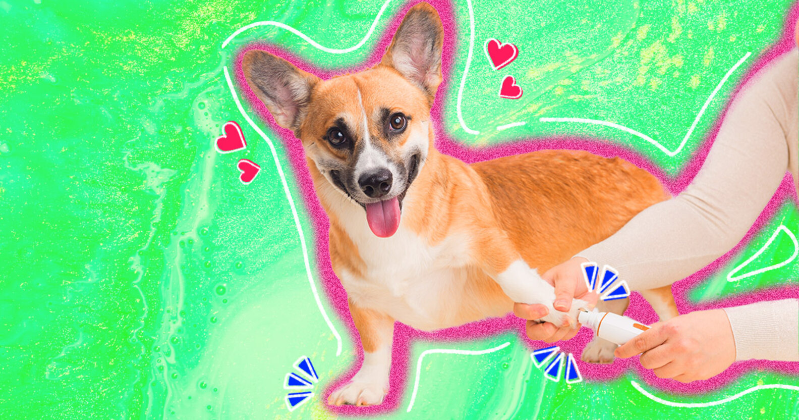 Dog Nail Trimming Guide How To Cut Your Dog’s Nails Safely DodoWell