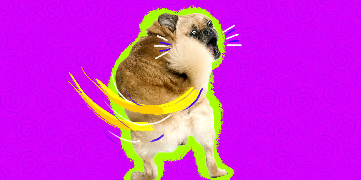 Why do dogs chase their tails dodowell the dodo