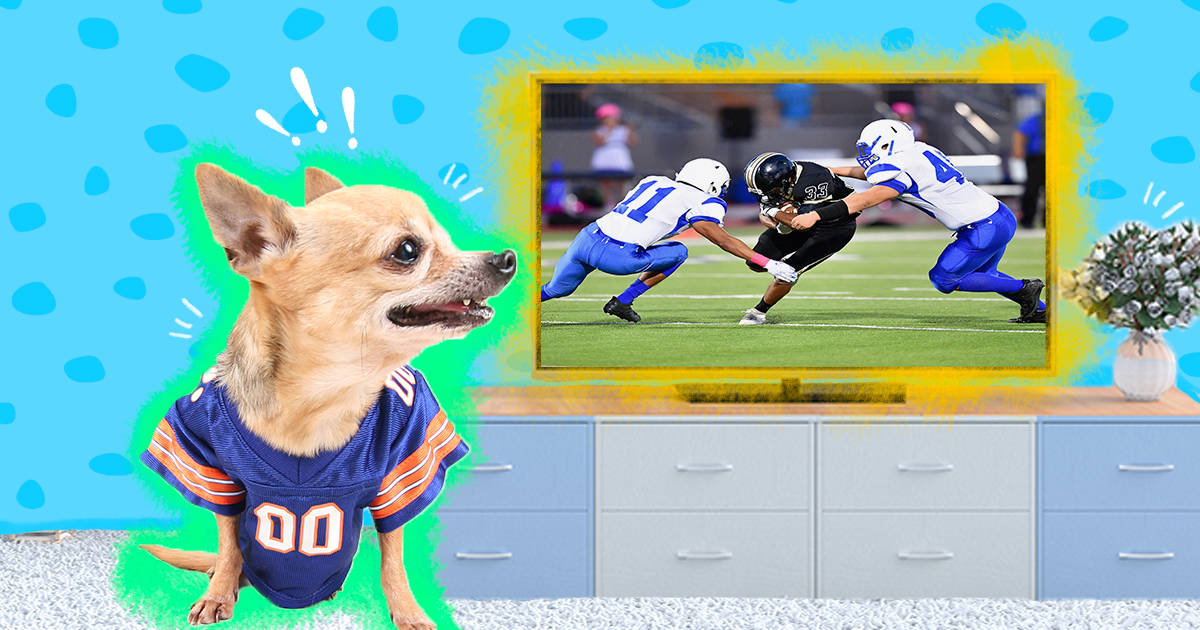Get Your Pup Ready For Kickoff: Dog Football Jerseys & Toys