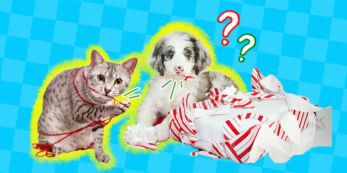 are dog toys safe for cats