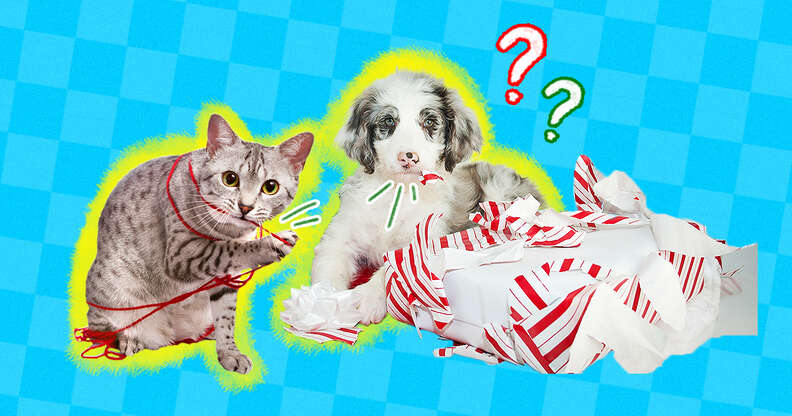 dog and cat eating wrapping paper and string