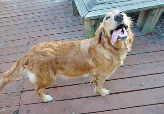 Lily Mae the pregnant rescue golden retriever