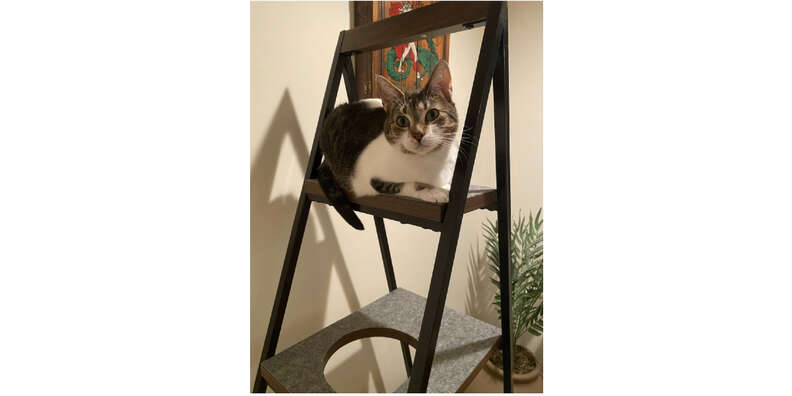 cat on modern furniture