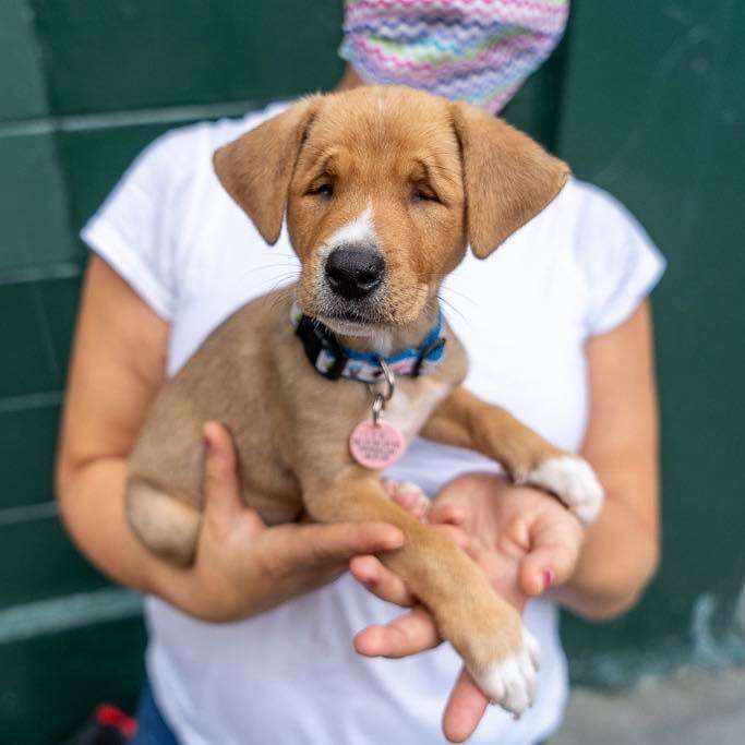 Puppy with permanent squint