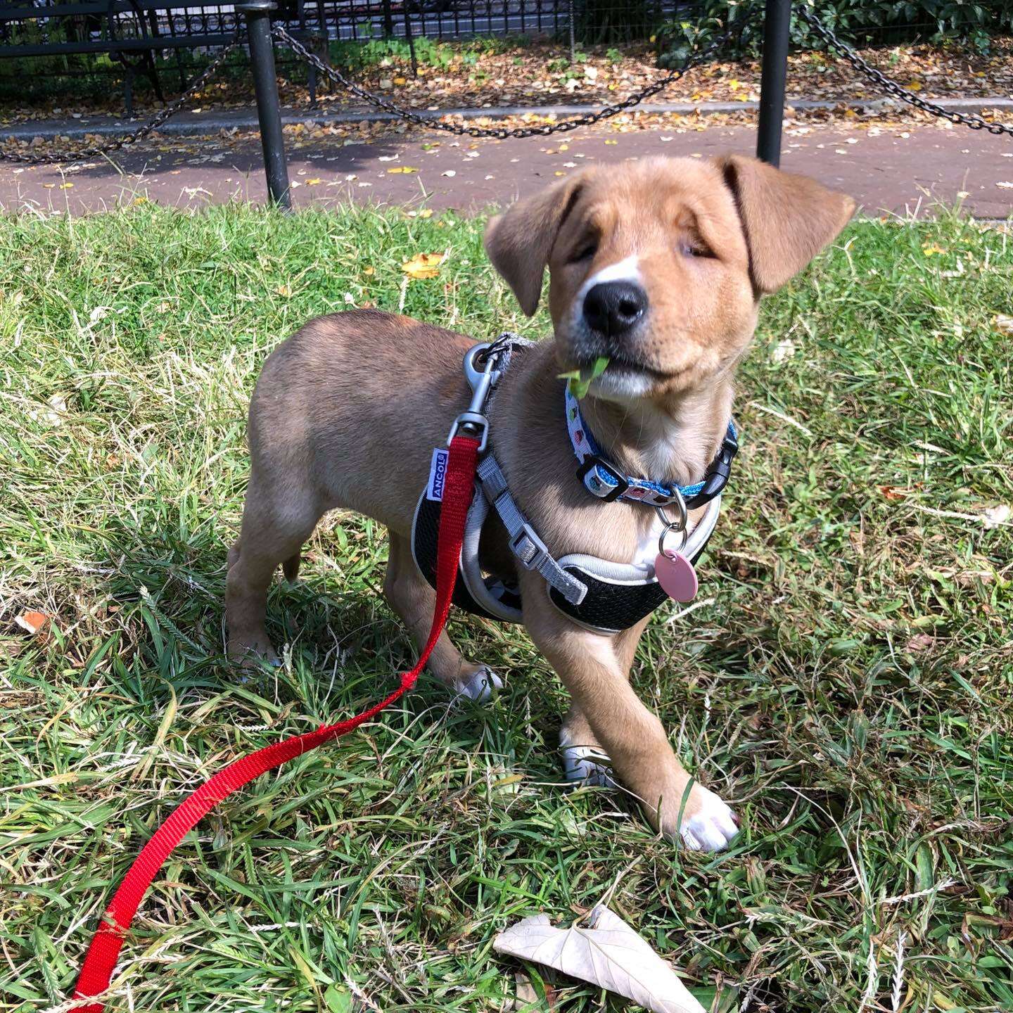 Blind puppy with adorable squint