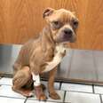 Pittie Rescued From Trash Is So Chubby And Smiley Now