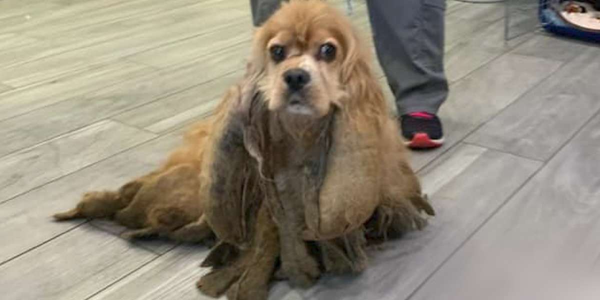 Cocker Spaniel Loses 5 Pounds Of Matted Fur Videos The Dodo