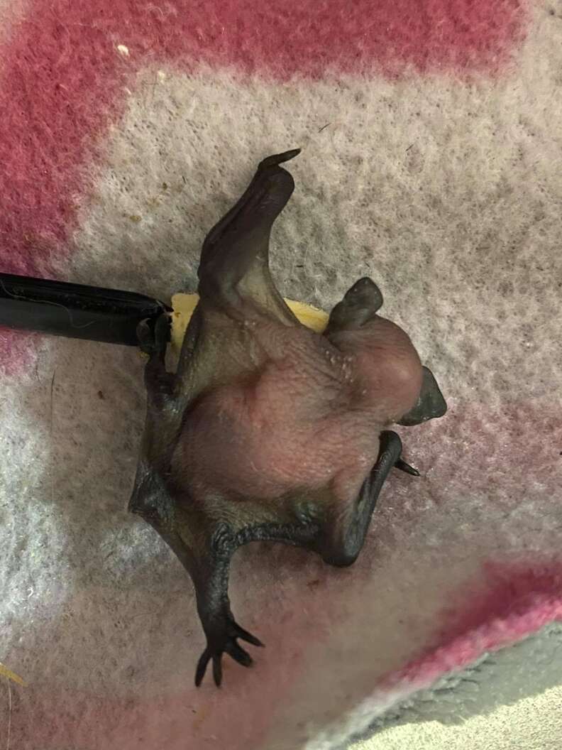 Tiny Orphaned Bat Finds The Perfect Person To Be Her Mom - The Dodo