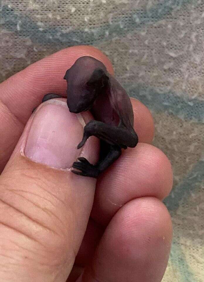Tiny Orphaned Bat Finds The Perfect Person To Be Her Mom - The Dodo