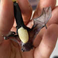 Tiny Orphaned Bat Finds The Perfect Person To Be Her Mom