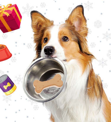 The Best Gifts For Foodie Dogs (And Their Parents)