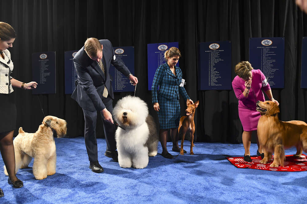 detroit kennel club dog show 2019