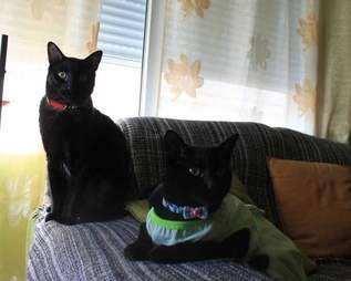 black cats