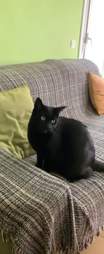 black cat