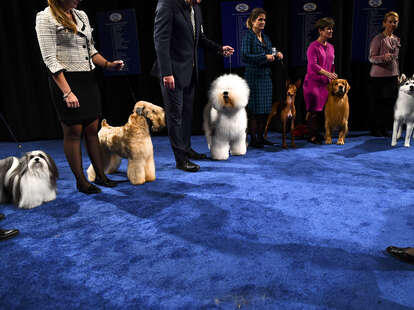national dog show 2020 what to know about this year s thanksgiving dog show thrillist
