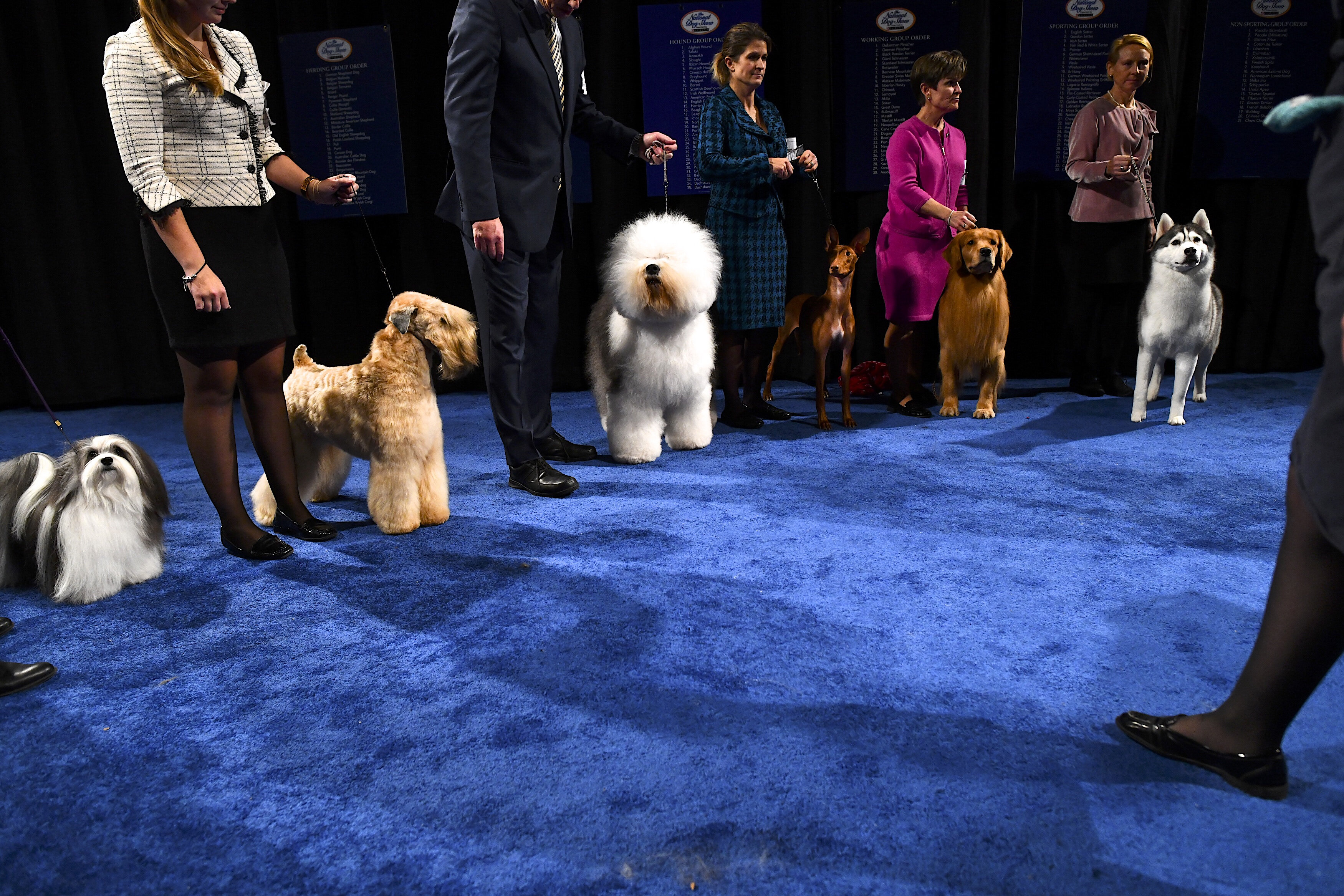 detroit kennel club dog show 2019