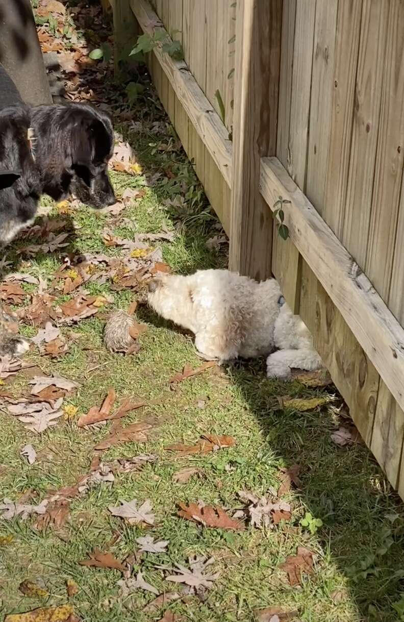 dogs play through fence