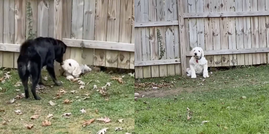 Dog Squeezes Under Fence To Play With Neighbor Dog - The Dodo