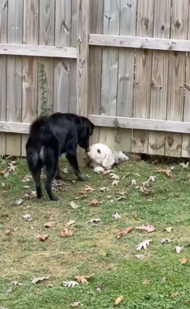 dogs meet through fence