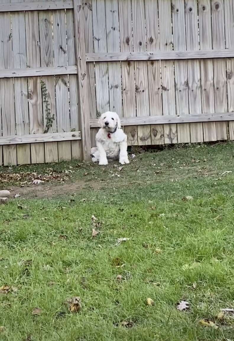 dog squeezes under fence