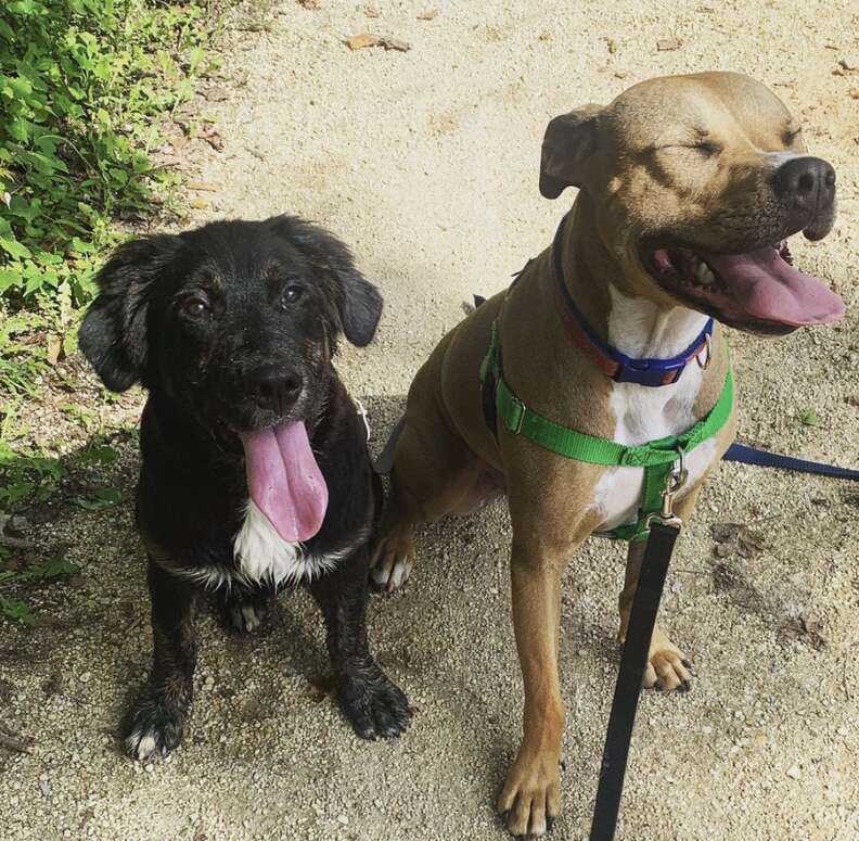 dogs on a hike