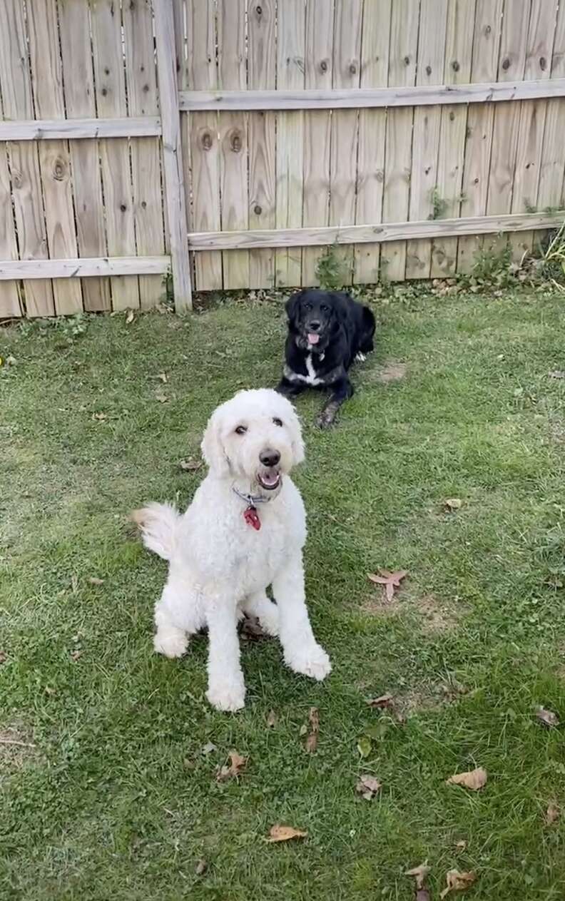 dogs play in backyard