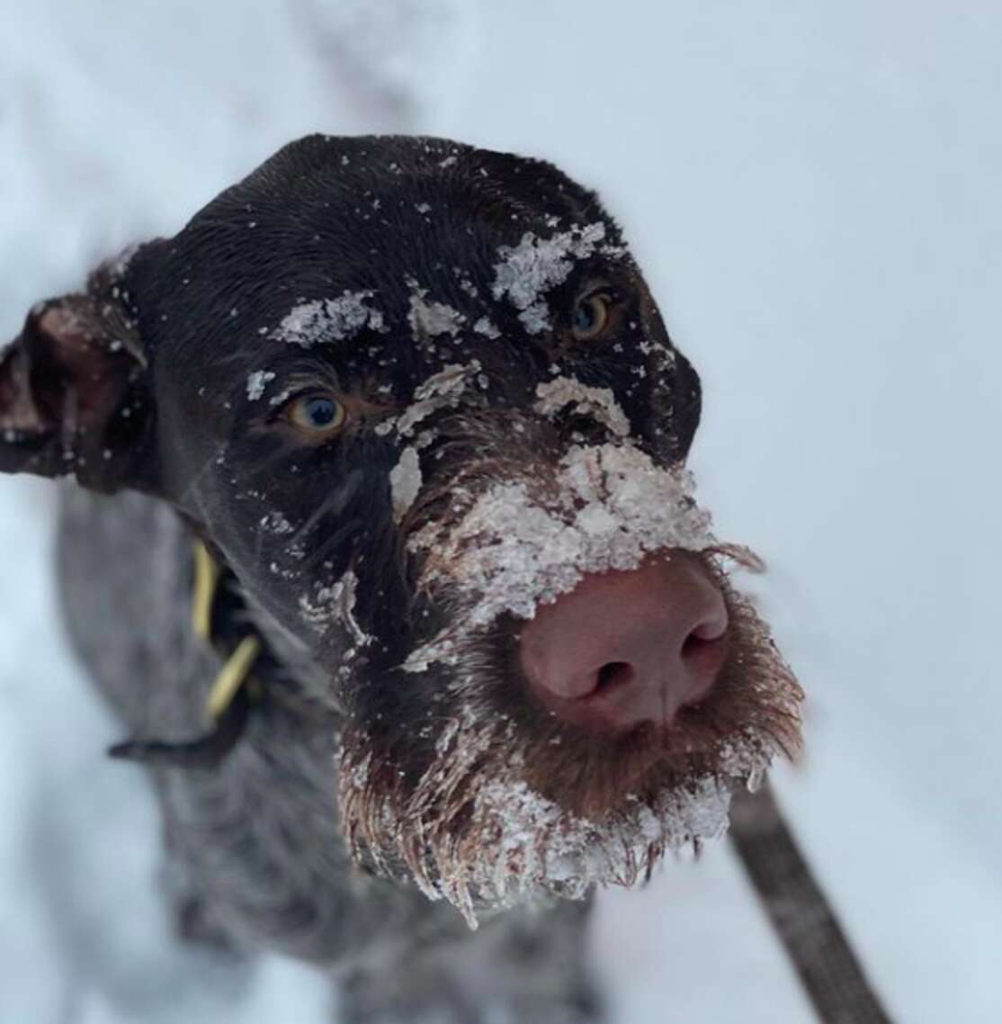 Very Good Pup Sniffs Out Dog Who Got Lost In A Snow Storm - The Dodo