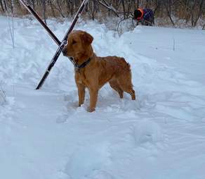 Dog finds a puppy in the snow
