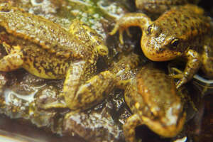 This Frog-Killing Fungus Could Wipe Out Entire Species
