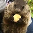 Wild Groundhog Won't Let Woman Go Home Without Her