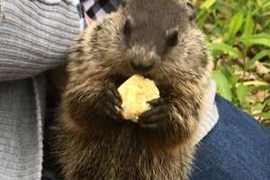 Wild Groundhog Won't Let Woman Go Home Without Her