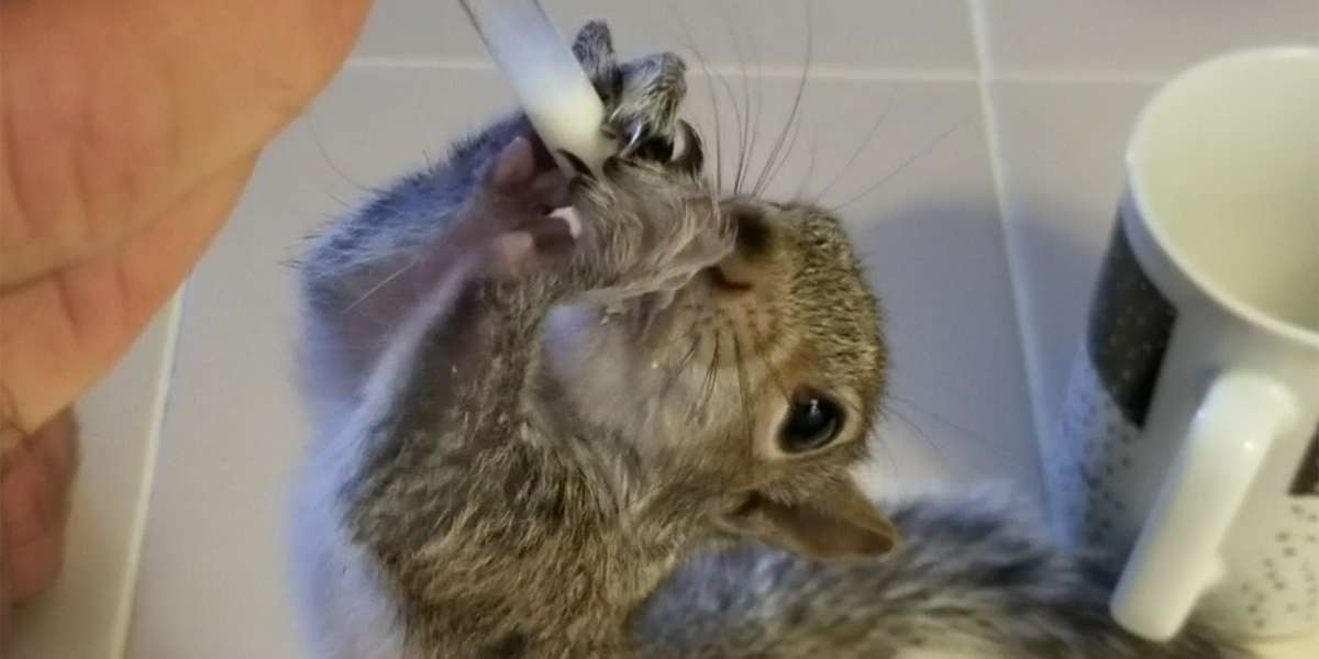 Wild Squirrel Decides To Live Next To The Guy Who Rescued Him Videos