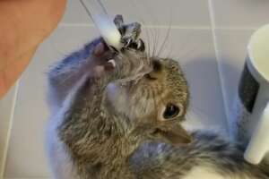 Wild Squirrel Decides To Live Next To The Guy Who Rescued Him