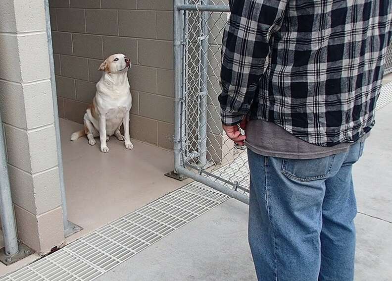 Tennessee shelter dog reunites with his dad