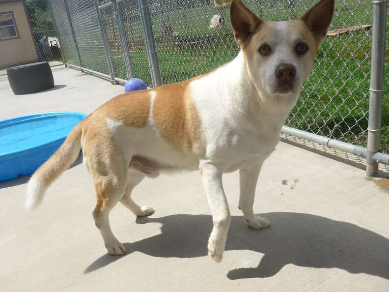 Lost dog reunites with his dad three years later
