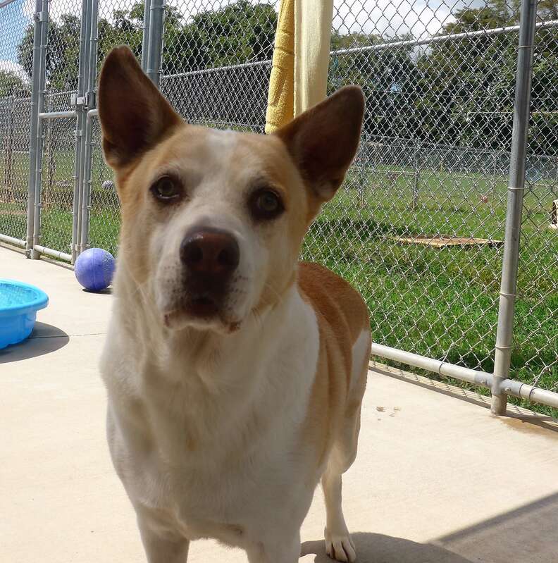 Roscoe the sad shelter dog