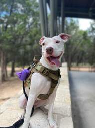 dog outside