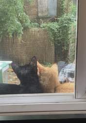 Stray cat couple snuggles on windowsill
