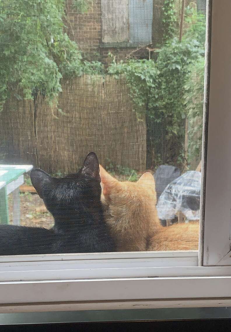 Stray cat couple snuggles on windowsill