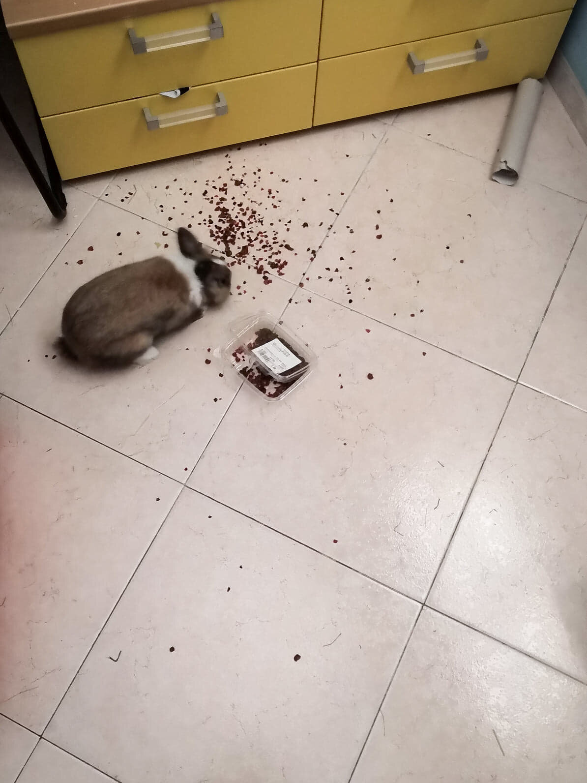 Bunny Gets Stuck In Treats Jar - The Dodo