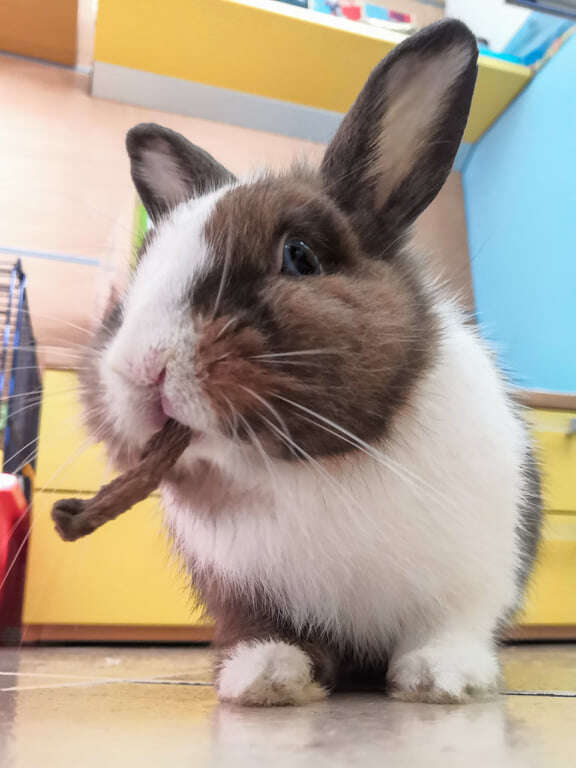 bunny eating a treat